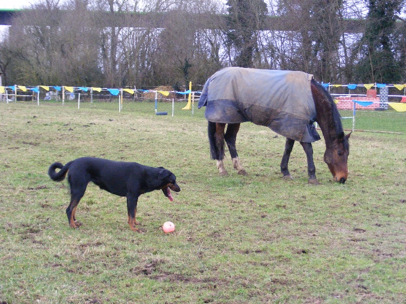 baguera et ses chevaux