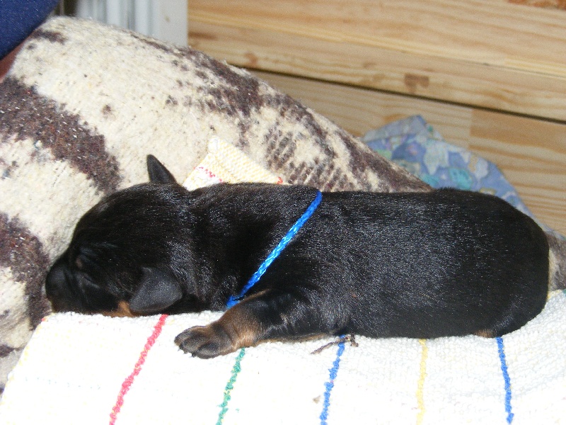 des Ecuries de Nikita - Berger de Beauce - Portée née le 19/02/2009